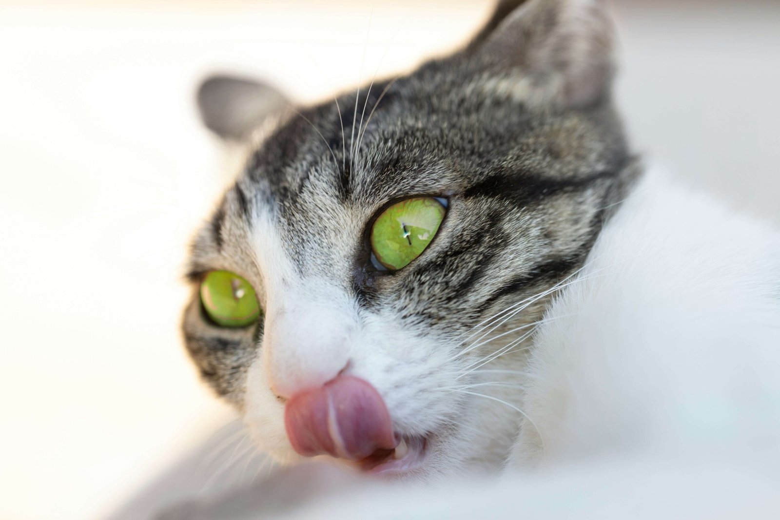 How Long Can You Safely Leave Wet Cat Food Out? Best 7 Tips!