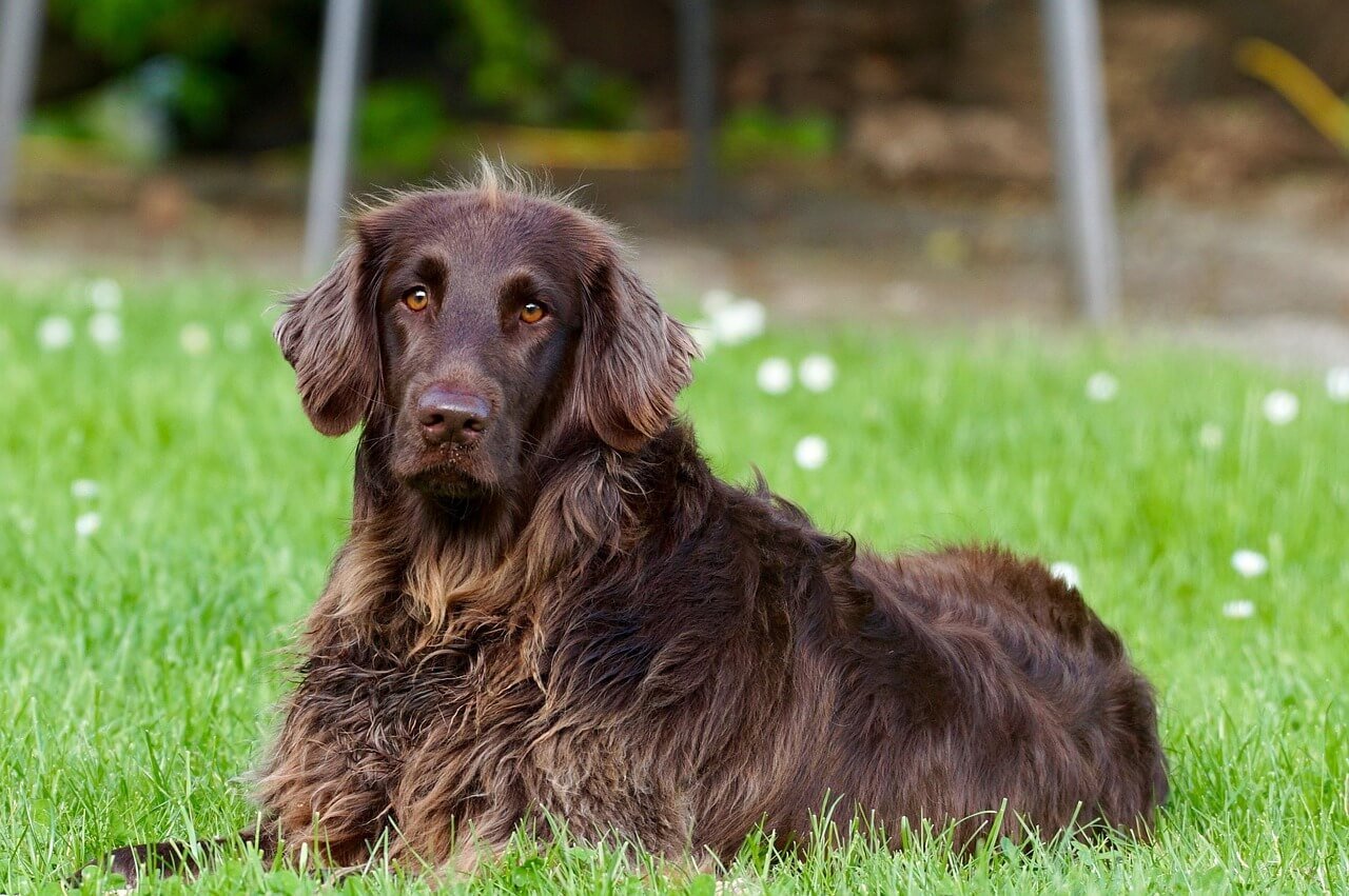 Understanding Dog Spider Bite Symptoms: Best 7 Health Tips!