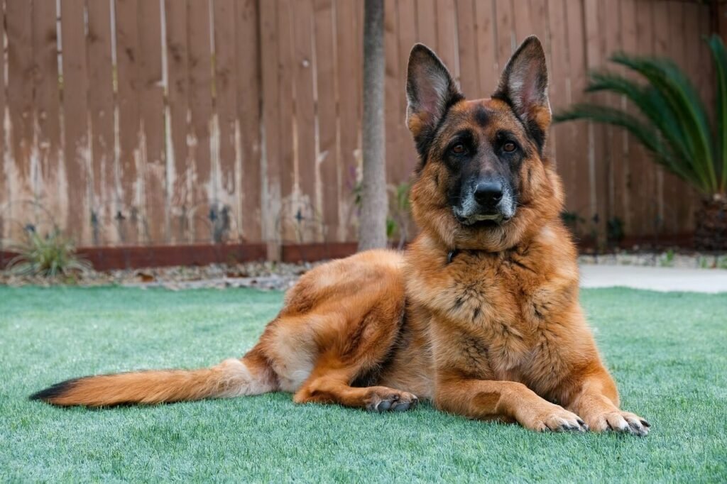 Can Dogs Eat Sesame Seeds? Best 7 Health Tips!
