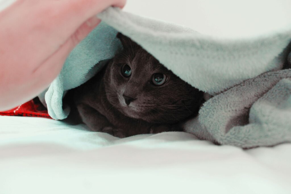 Why Is My Cat So Cuddly? Best 7 Behavior Tips!