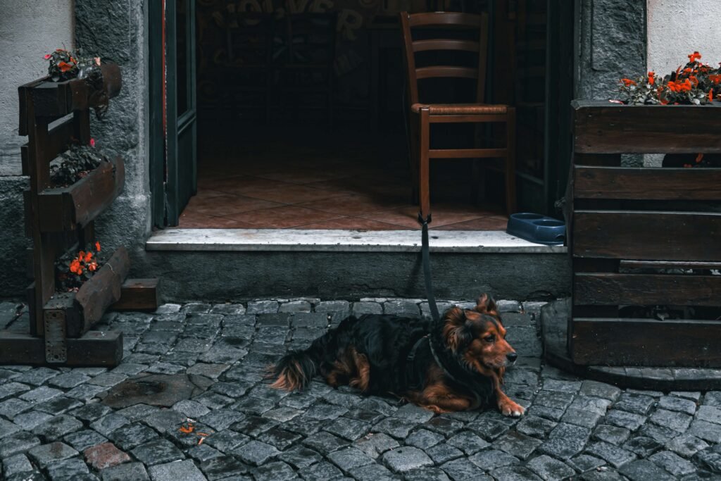 Why Does My Dog Twitch in His Sleep? Best 7 Expert Tips!