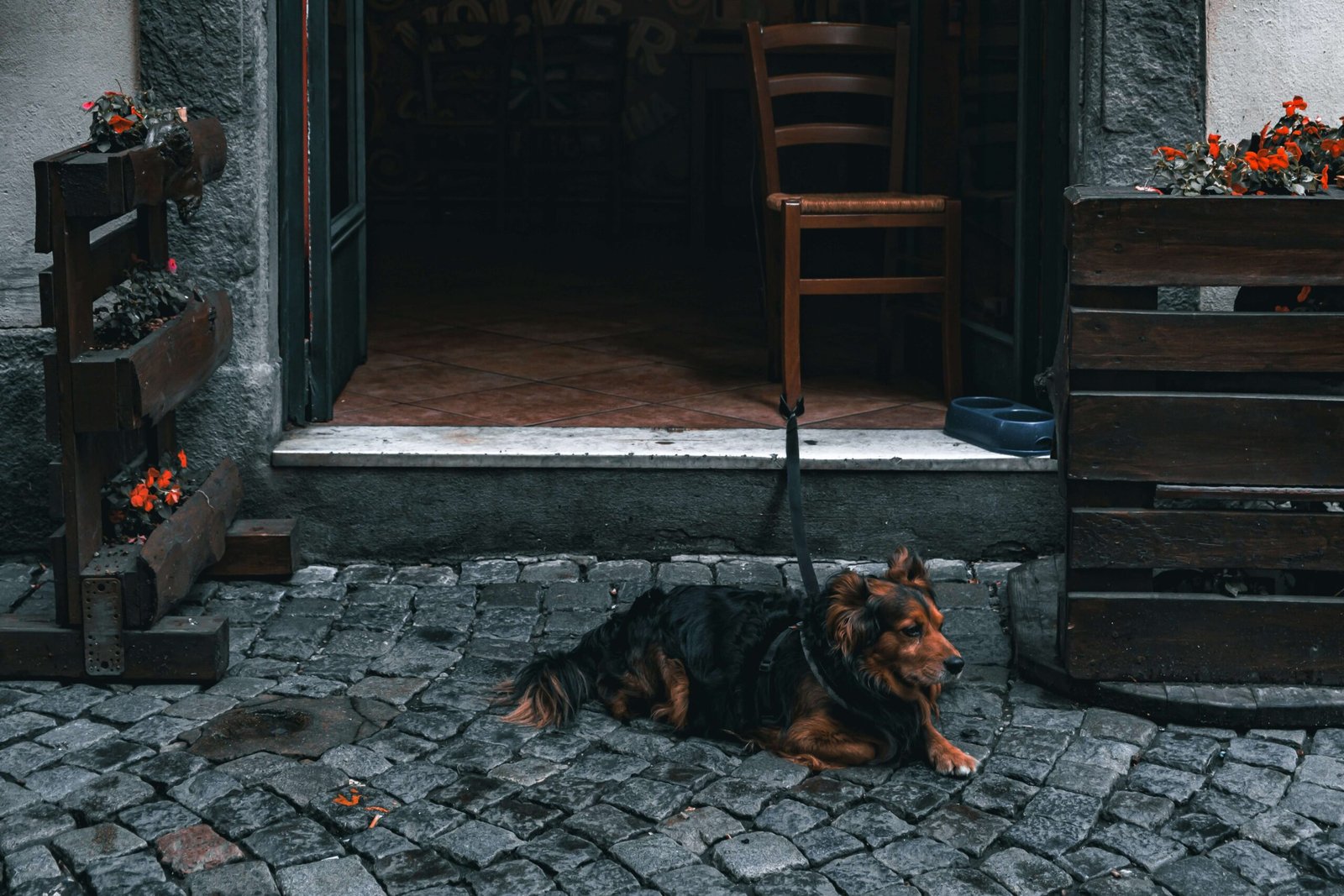 Why Does My Dog Twitch in His Sleep? Best 7 Expert Tips!