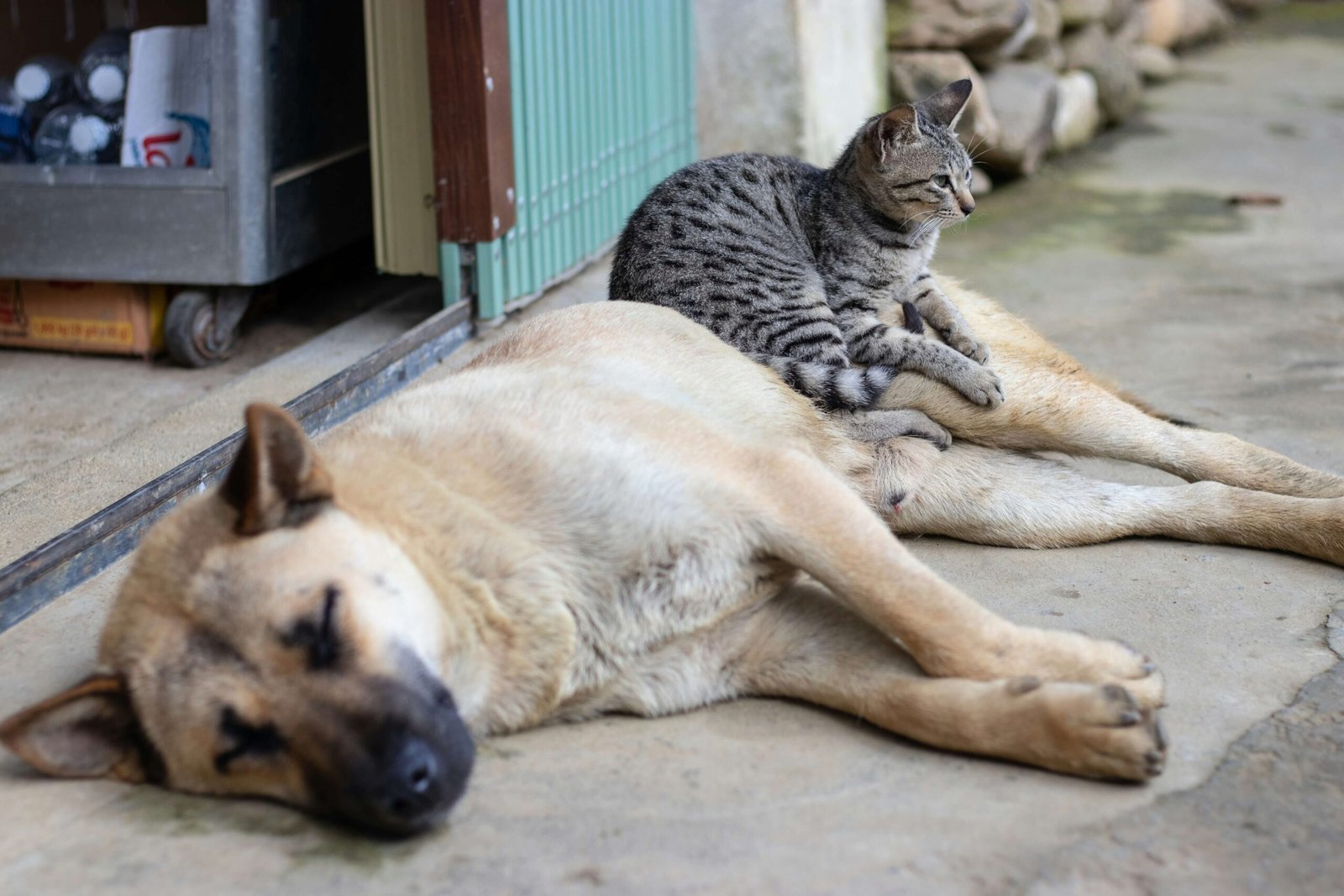 Can a Cat and a Dog Have a Baby? Best 7 Expert Tips!