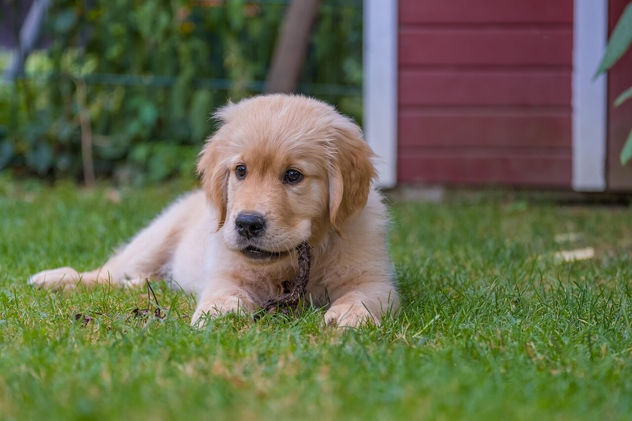 Understanding a Dogs Dislocated Hip: Best 7 Health Tips!