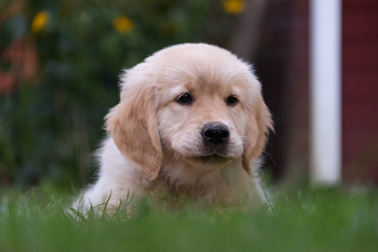 Why Your Dog is Limping but Not Crying: Best 7 Health Tips!