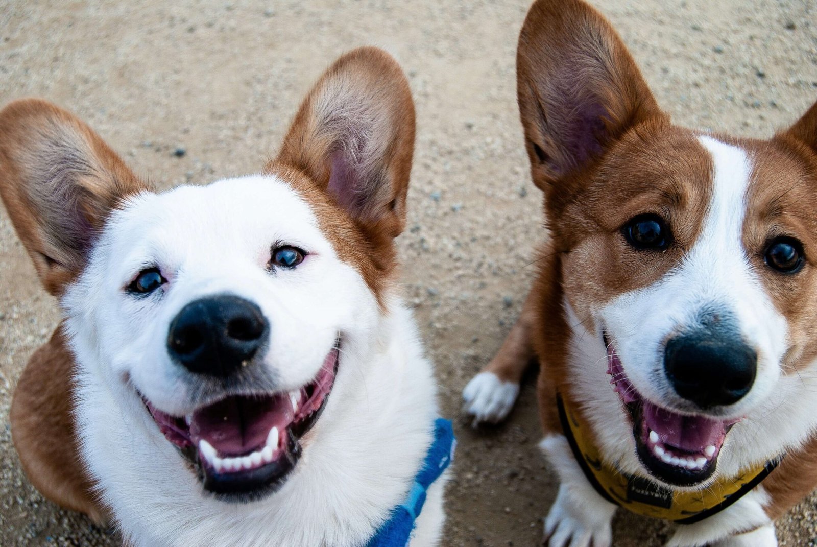 Can I Train My Own Service Dog? Best 7 Expert Tips!