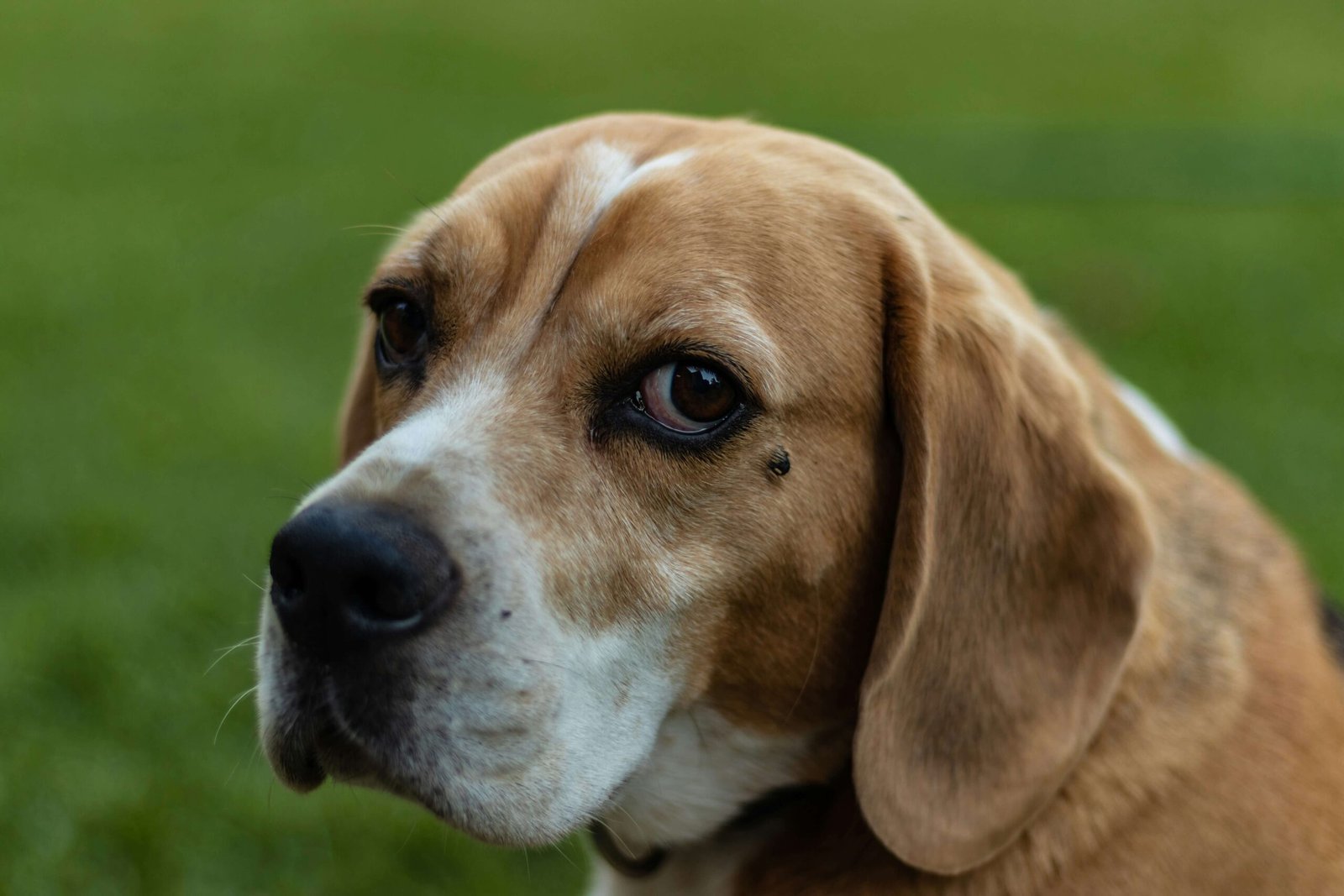 Can Dogs Have Seaweed? Best 7 Expert Tips!