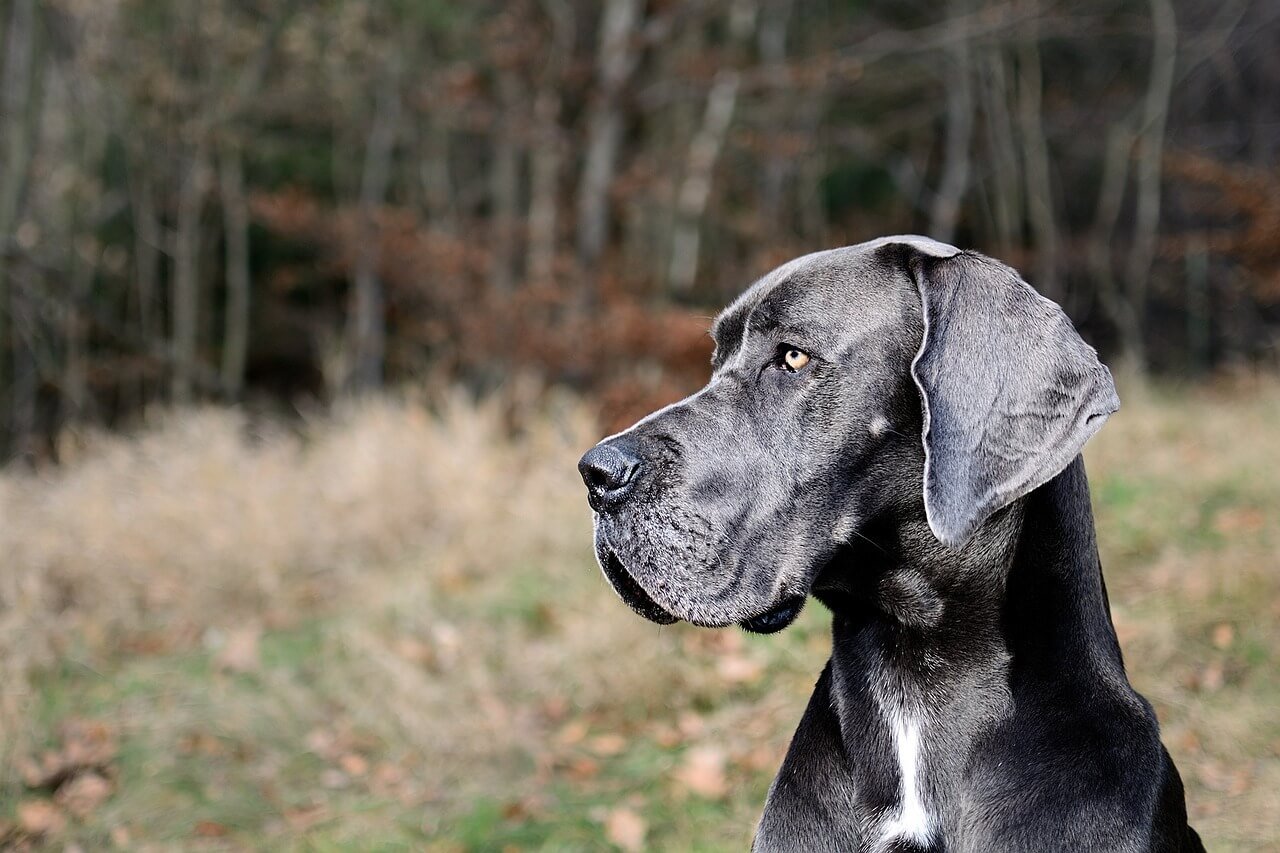 Understanding Simethicone Dosage for Dogs: Best 7 Tips!