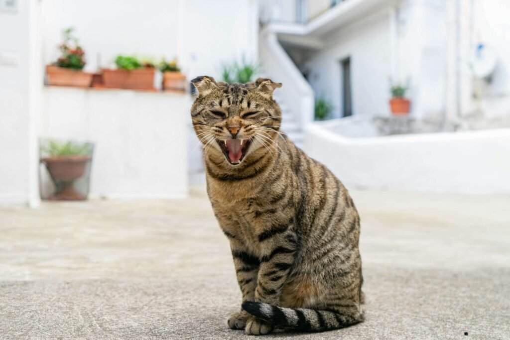 Why Is My Cat Drooling Thick Saliva? Best 7 Expert Tips!