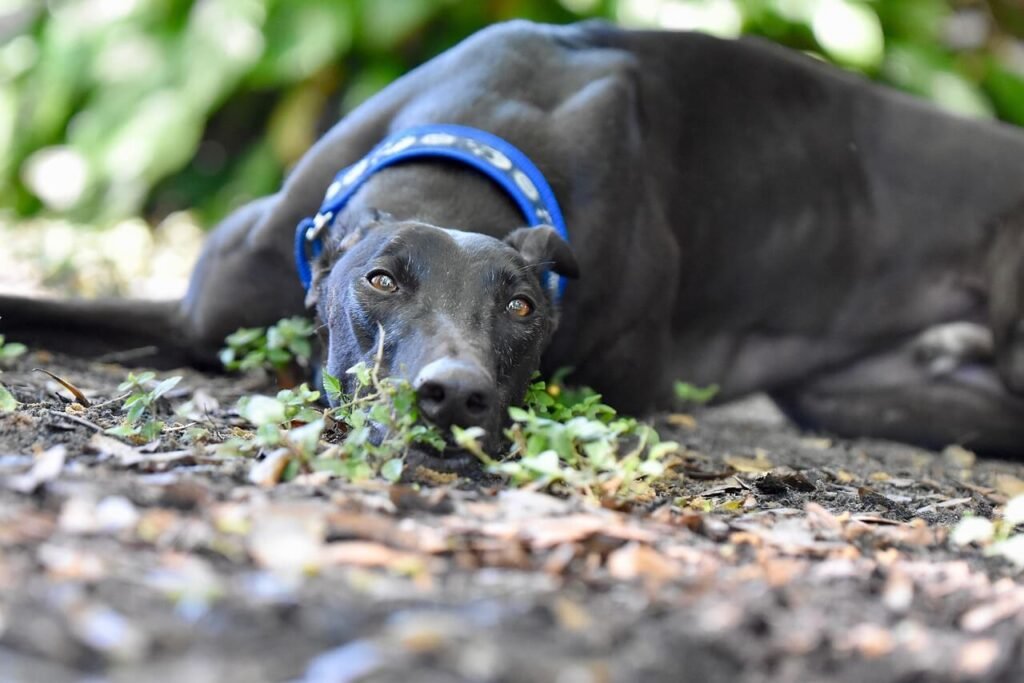 How to Stop Your Dog from Pulling on the Leash: Best 7 Tips!