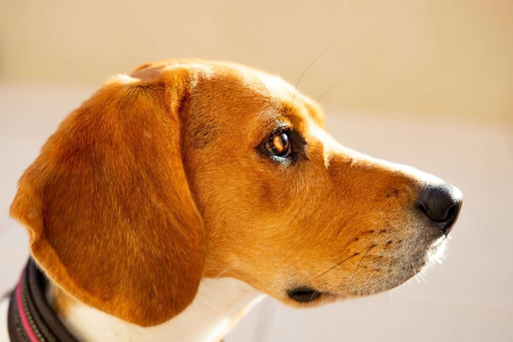 Accidentally Gave Dog Double Fluoxetine Dose? Best 7 Tips!