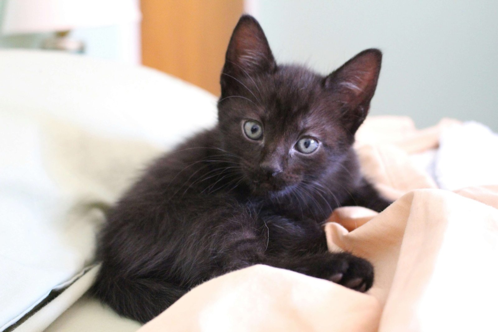 Can Cats Eat Pineapple? Best 7 Expert Tips!