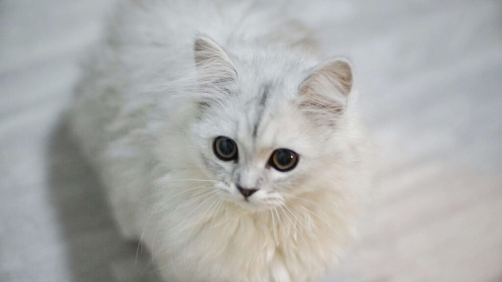 How to Give Catnip to a Cat: Best 7 Expert Tips!