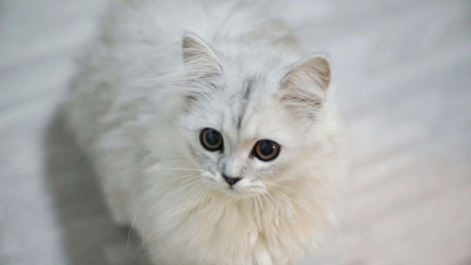 How to Give Catnip to a Cat: Best 7 Expert Tips!