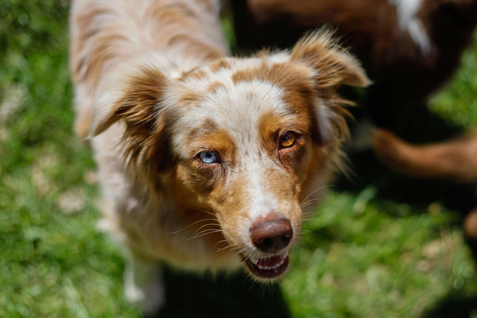 How Much Are Vaccines for Dogs? Best 7 Health Tips!