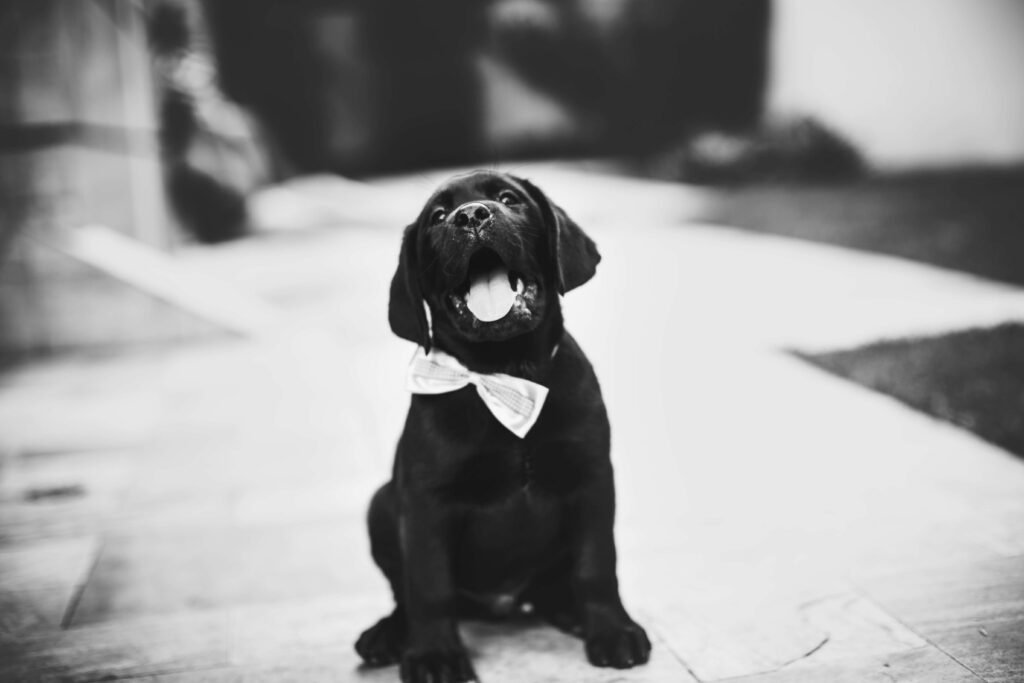 How Much Dramamine Can I Give My Dog? Best 7 Expert Tips!