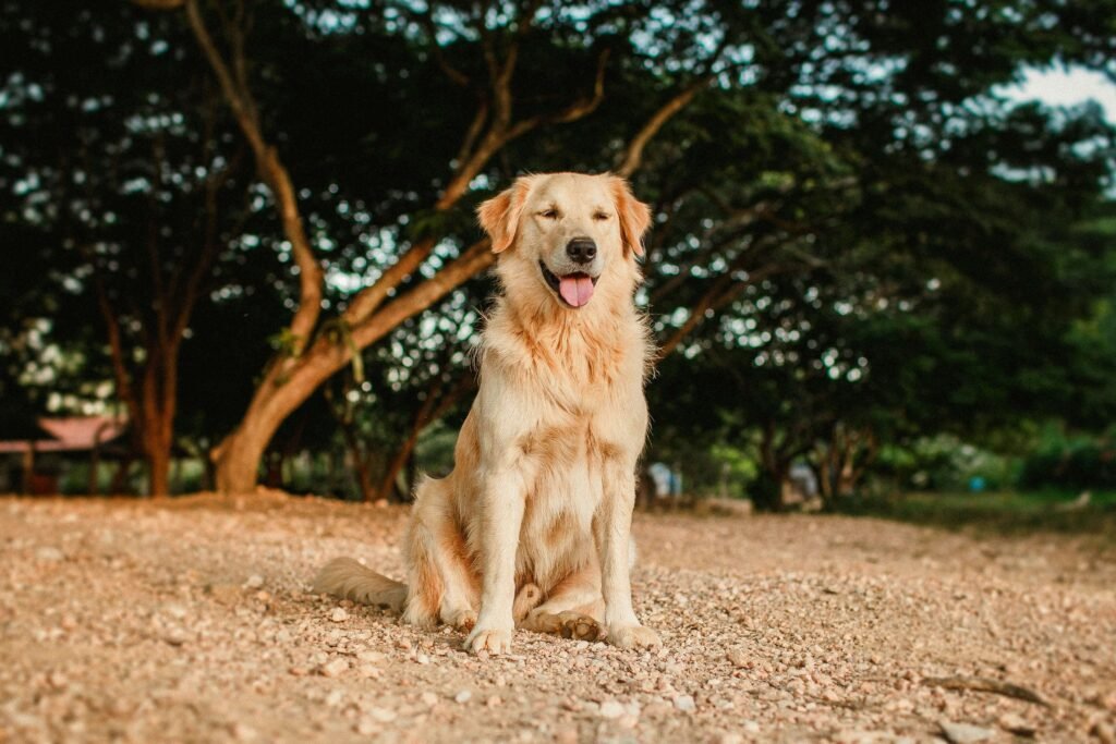 Service Dogs for Schizophrenia: Best 7 Health Tips!
