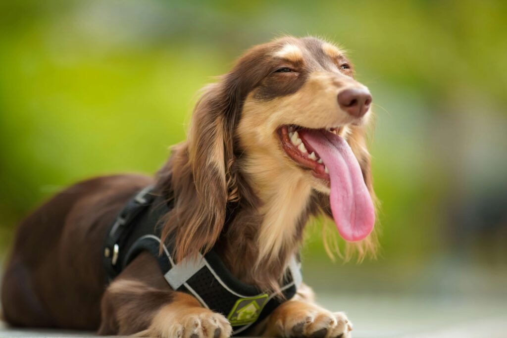 Science-Inspired Dog Names: Best 7 Expert Tips!