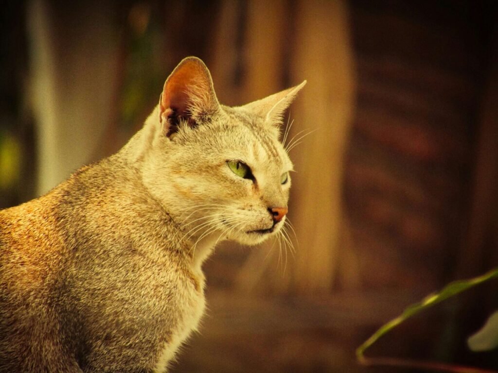 Why Does My Cat Bite Me Gently Out of Nowhere? Best 7 Tips!