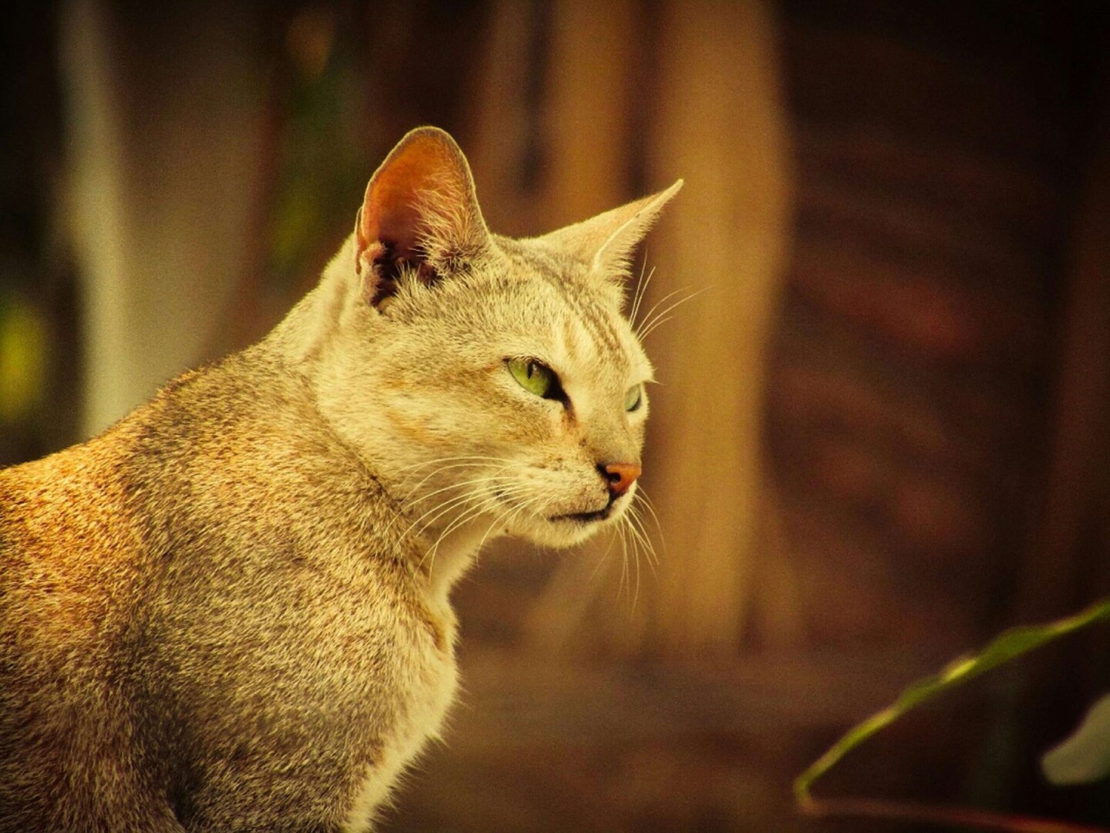Why Does My Cat Bite Me Gently Out of Nowhere? Best 7 Tips!