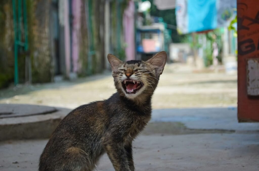 Why Does My Cat Bite Me While Purring? Best 7 Behavior Tips!
