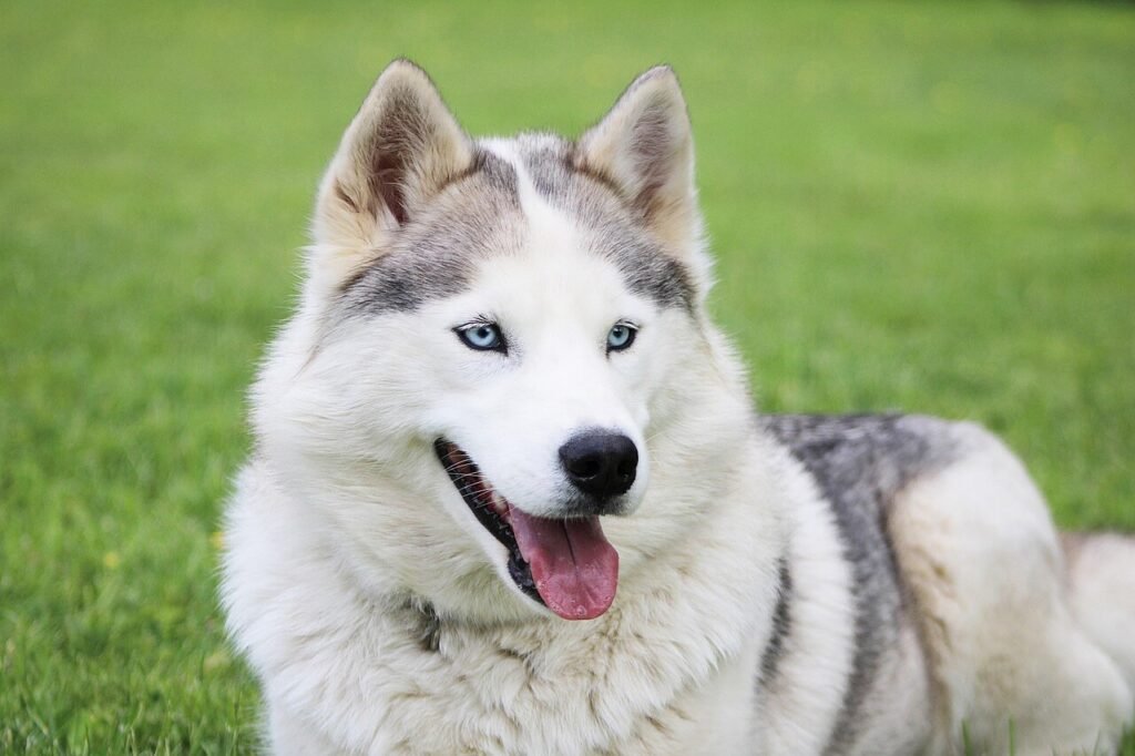 Understanding the Tick on Dog Ear: Best 7 Health Tips!