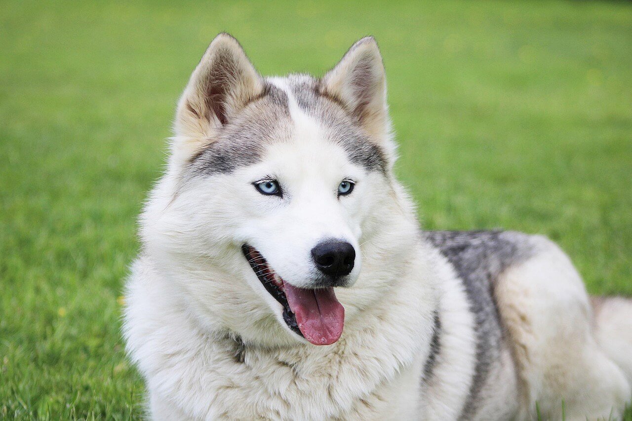 Understanding the Tick on Dog Ear: Best 7 Health Tips!