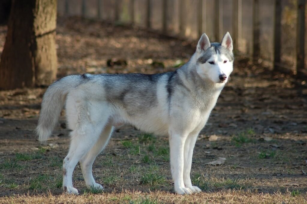 Why Is My Dog Shaking After a Vaccine? Best 7 Health Tips!