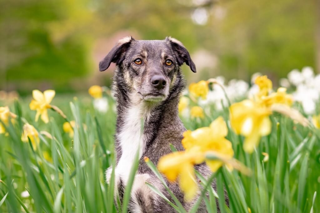 Dog Sleeping Bags: Best 7 Expert Tips!
