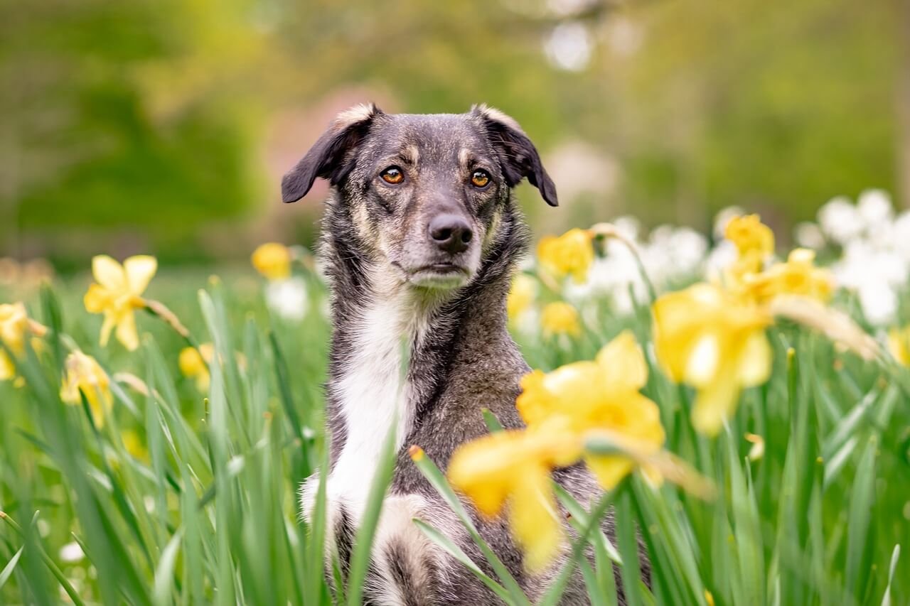 Dog Sleeping Bags: Best 7 Expert Tips!