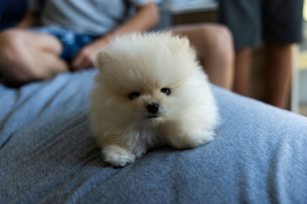 How Much Does a Pomeranian Cost? Best 7 Expert Tips!