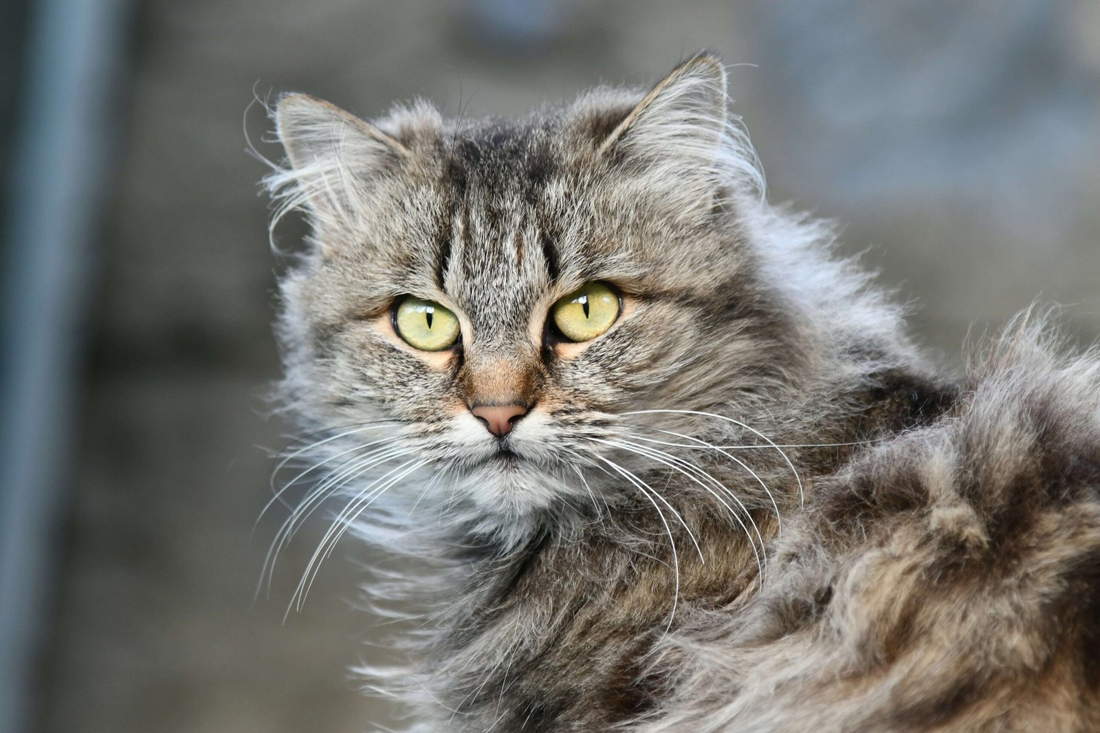 My Cat Peed on My Bed Right in Front of Me: Best 7 Tips!