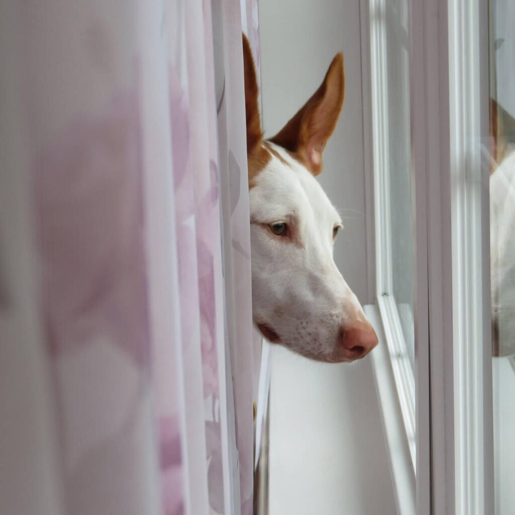 Why Does My Dog Hide Food? Best 7 Behavior Tips!
