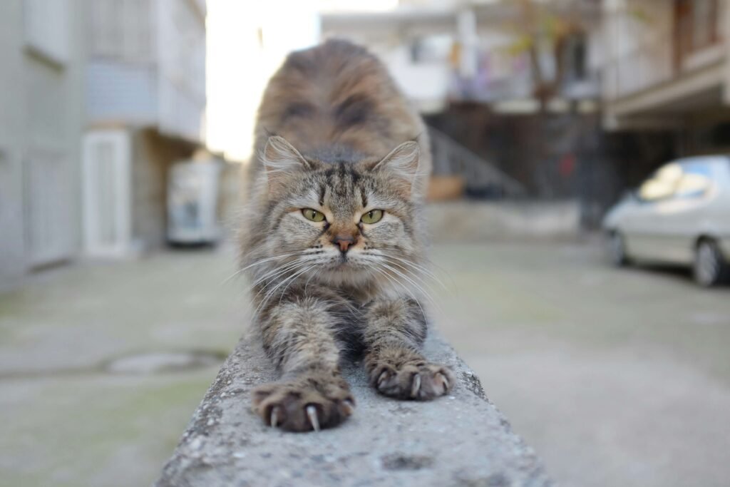 Creative Fantasy Cat Names: Best 7 Expert Tips!