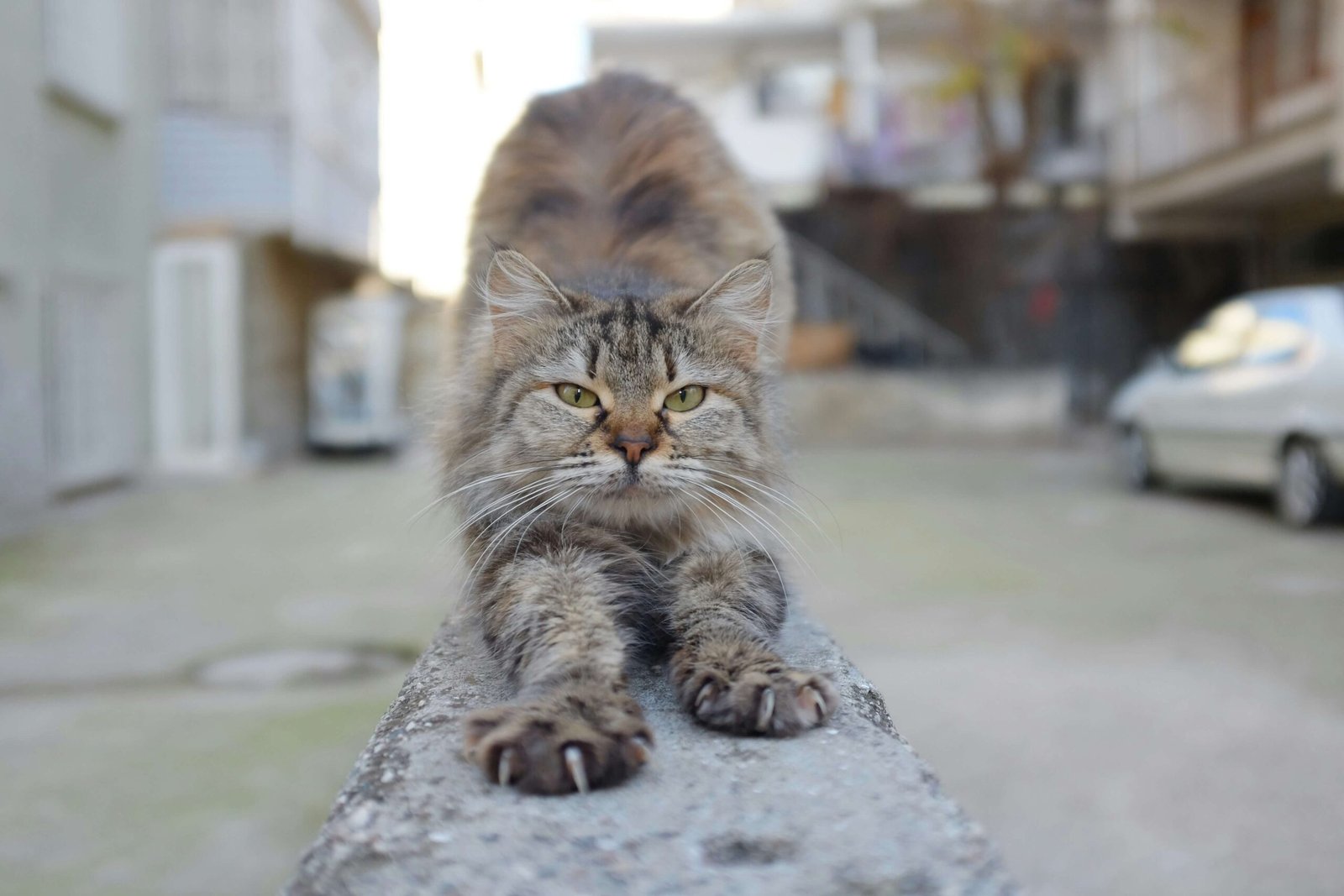 Creative Fantasy Cat Names: Best 7 Expert Tips!