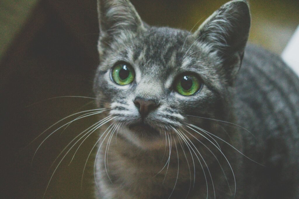 Cat Mouth Anatomy: Best 7 Expert Tips!