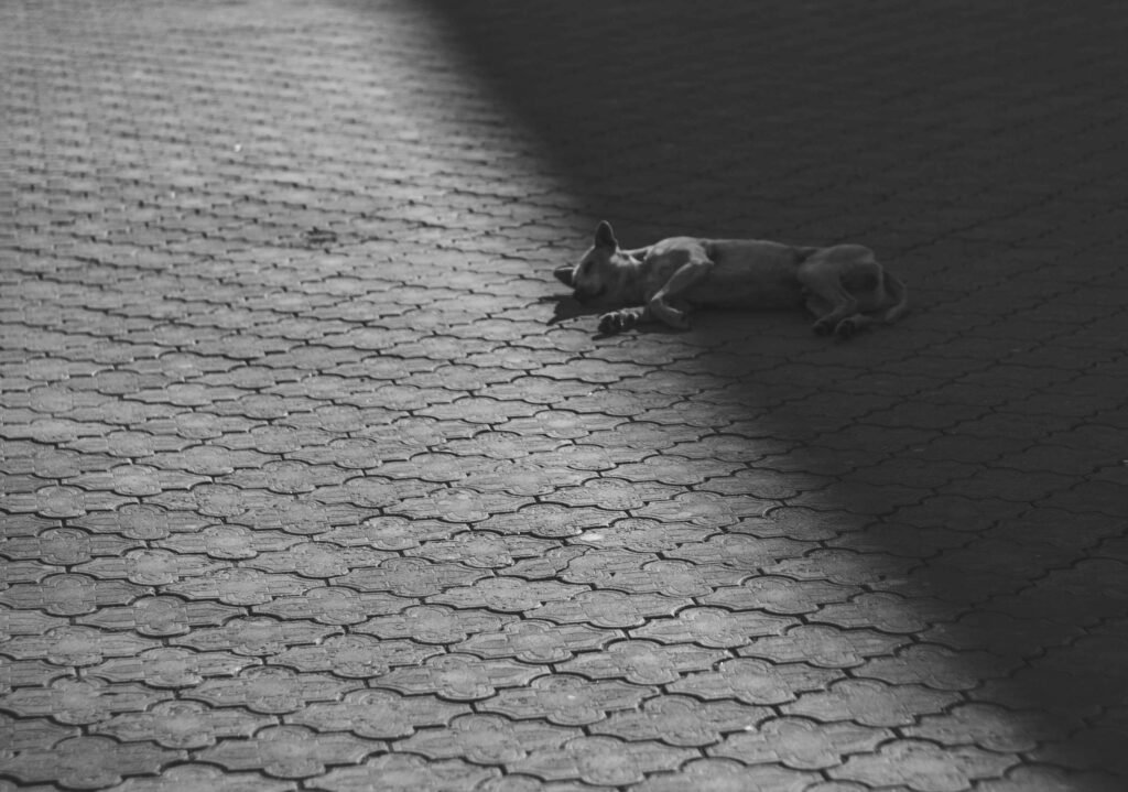 How to Teach Your Dog to Play Dead: Best 7 Expert Tips!