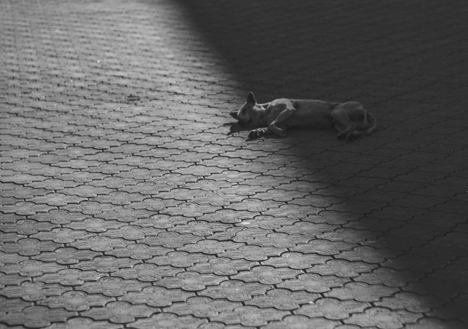 How to Teach Your Dog to Play Dead: Best 7 Expert Tips!