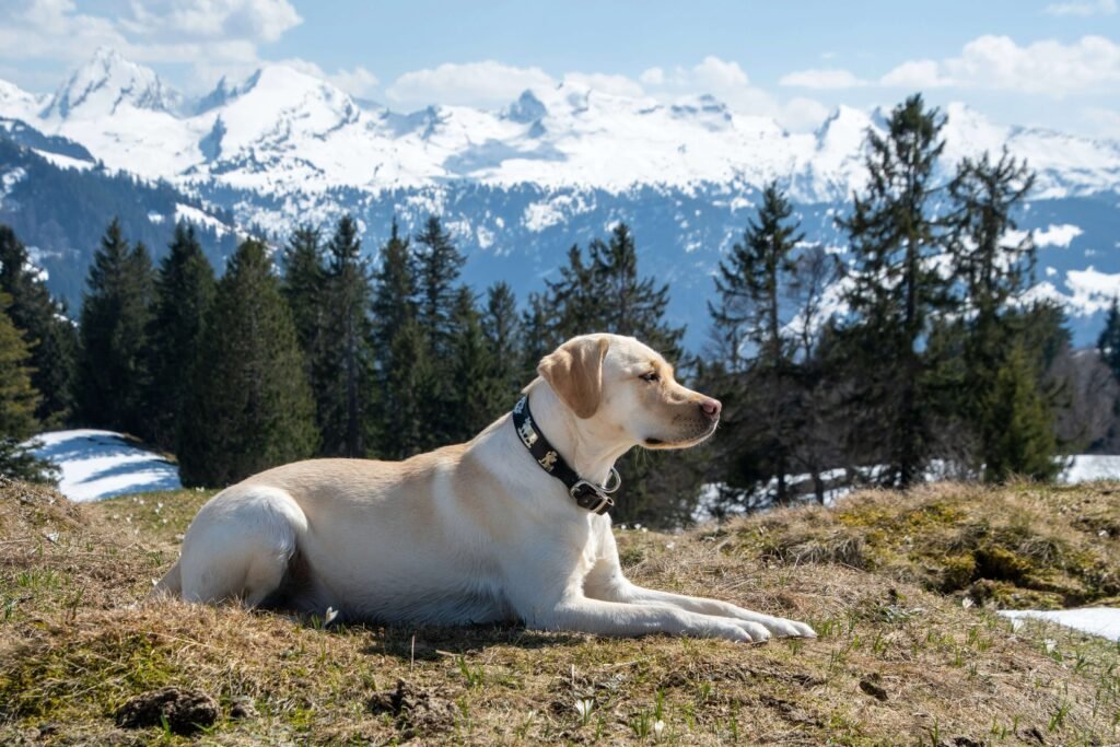 Can Dogs Eat Papaya? Best 7 Expert Tips!