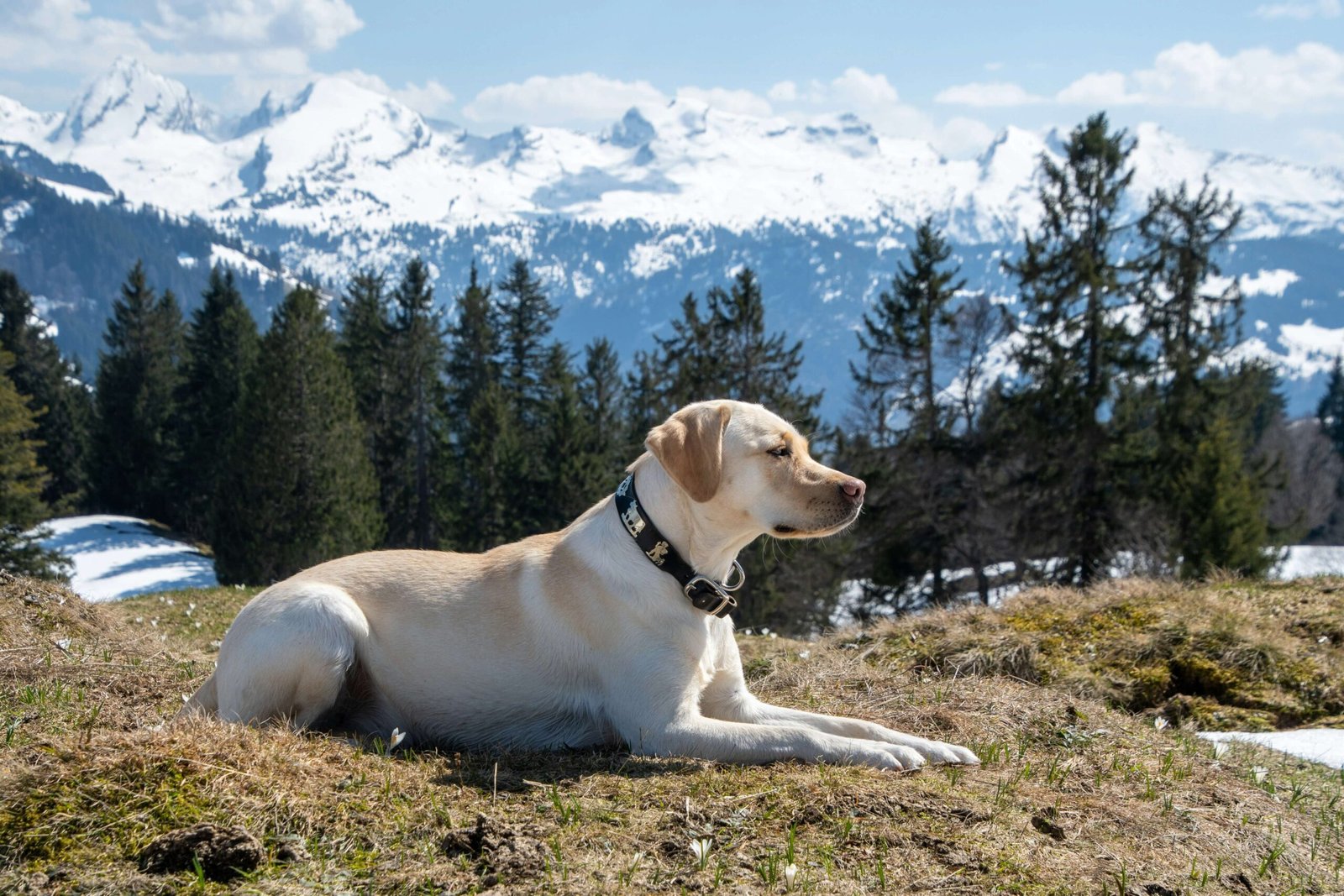 Can Dogs Eat Papaya? Best 7 Expert Tips!