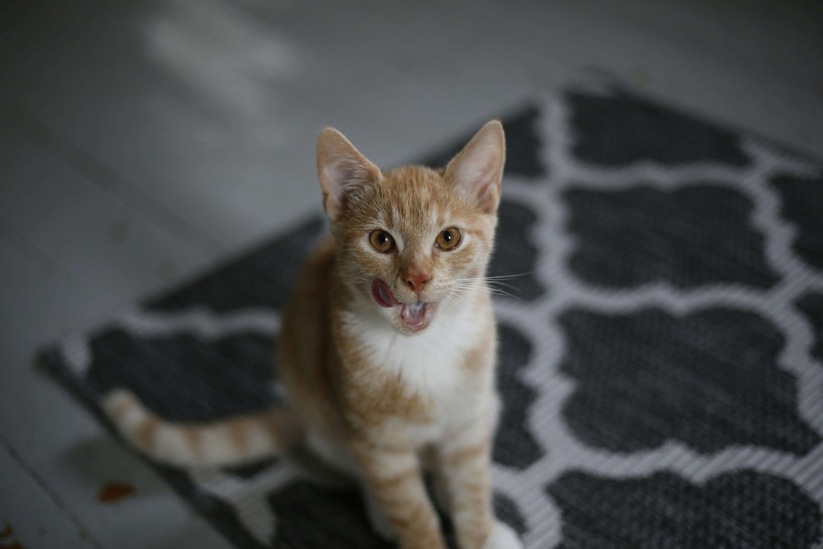 Why Does My Cat Put His Paw on My Face? Best 7 Tips!