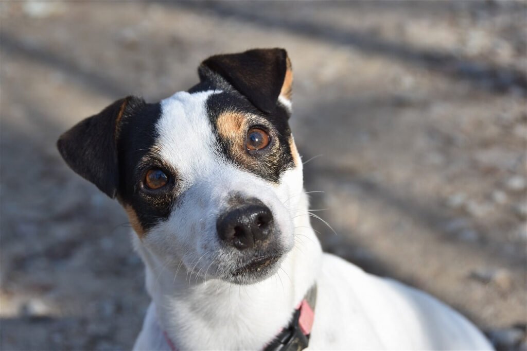 Spanish Dog Names: Best 7 Expert Tips!