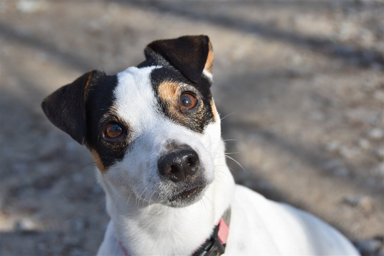 Spanish Dog Names: Best 7 Expert Tips!