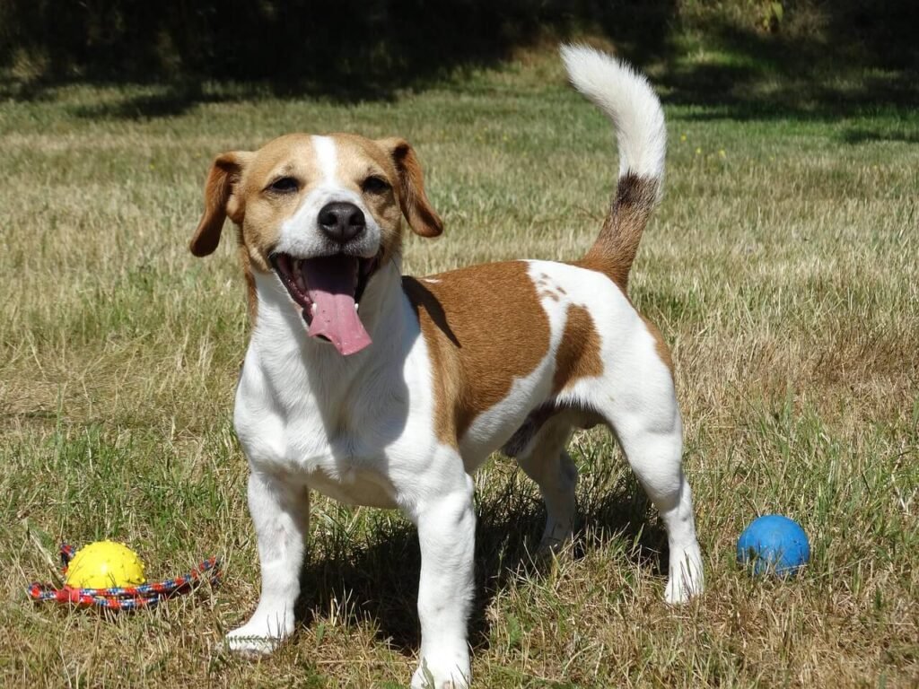 Why Is My Dogs Mouth Open But Not Panting? Best 7 Tips!