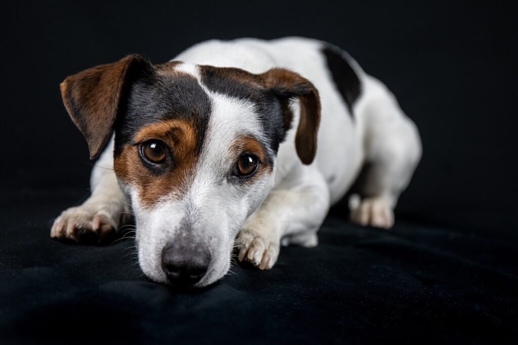 What to Do If Your Dog Drank Bleach Water: Best 7 Tips!