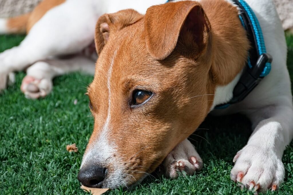 Why Does My Dog Eat My Underwear? Best 7 Expert Tips!