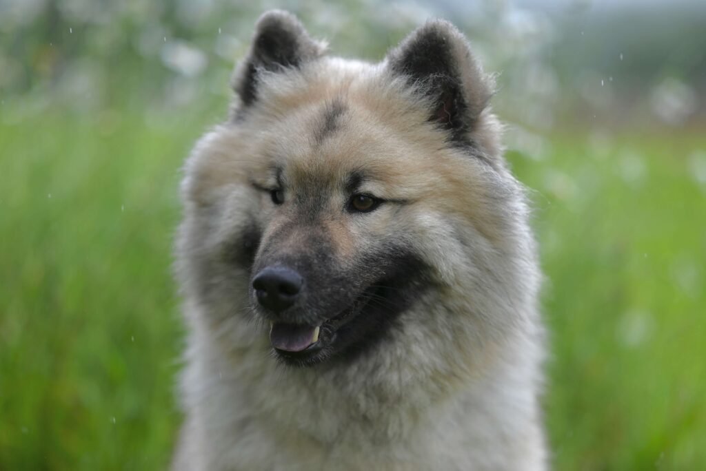 Blepharitis in Dogs: Best 7 Expert Tips!