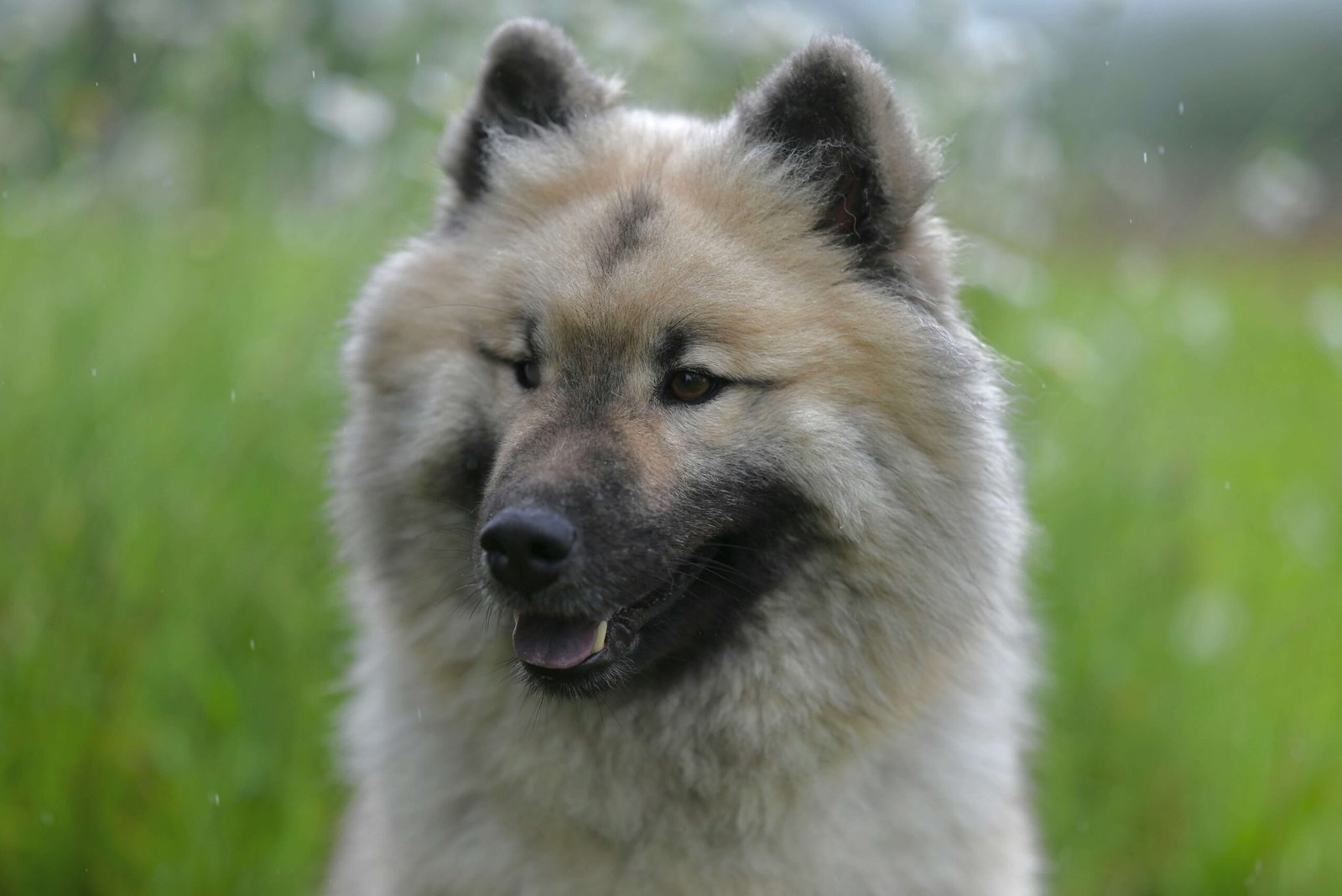 Blepharitis in Dogs: Best 7 Expert Tips!