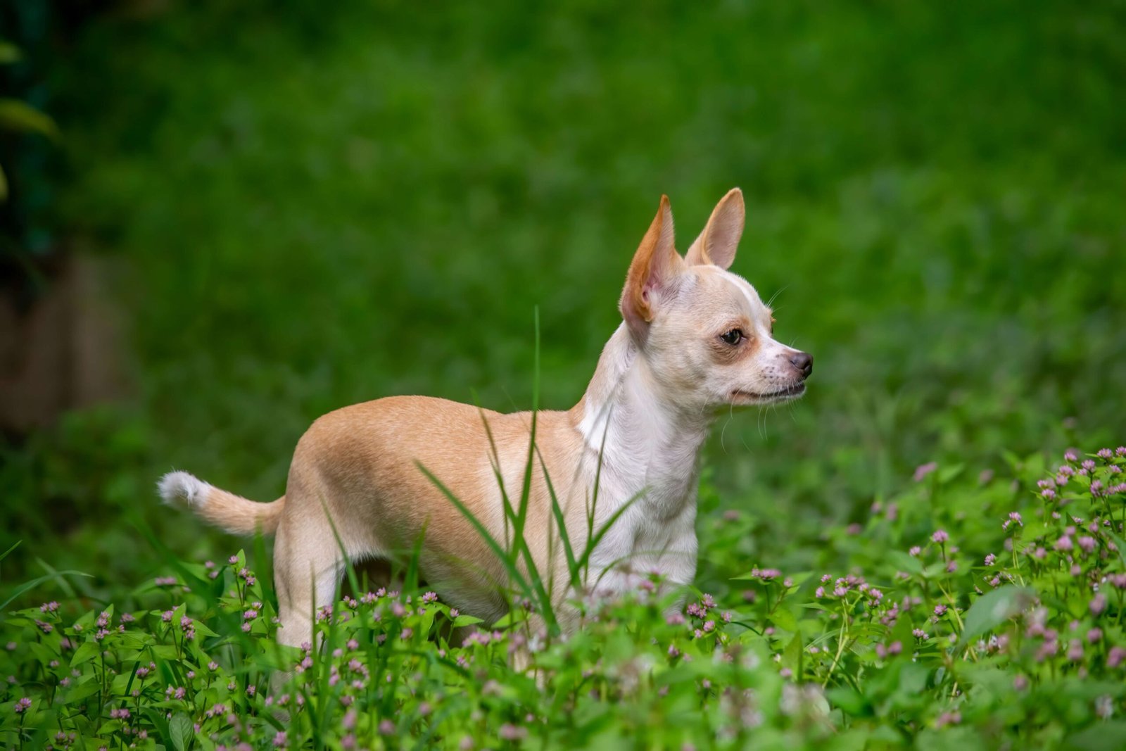 Understanding Dog Teeth Grinding: Best 7 Expert Tips!