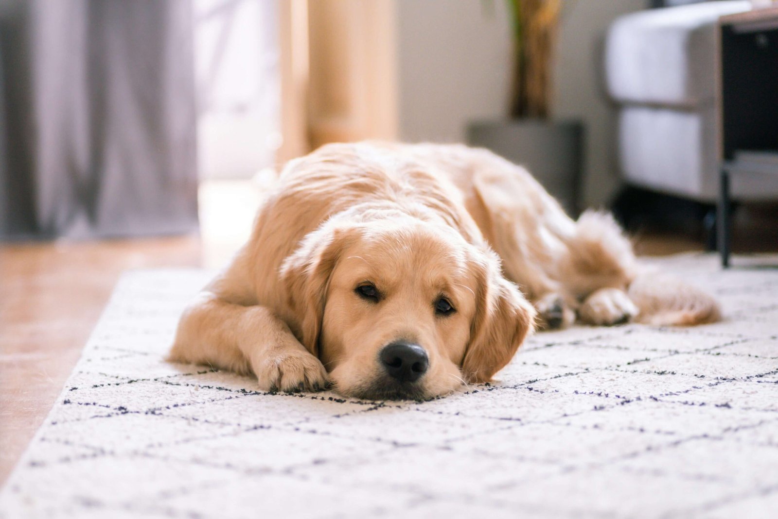 Why Is My Male Dog Peeing on My Bed All of a Sudden? Best 7 Tips
